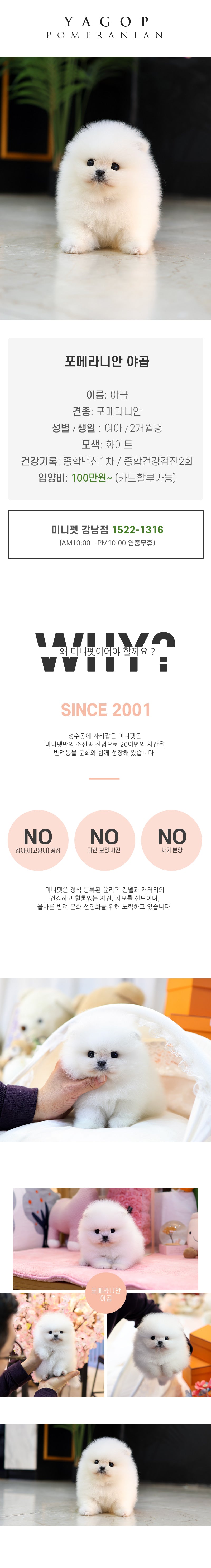 포메라니안 - 야곱 (여아)