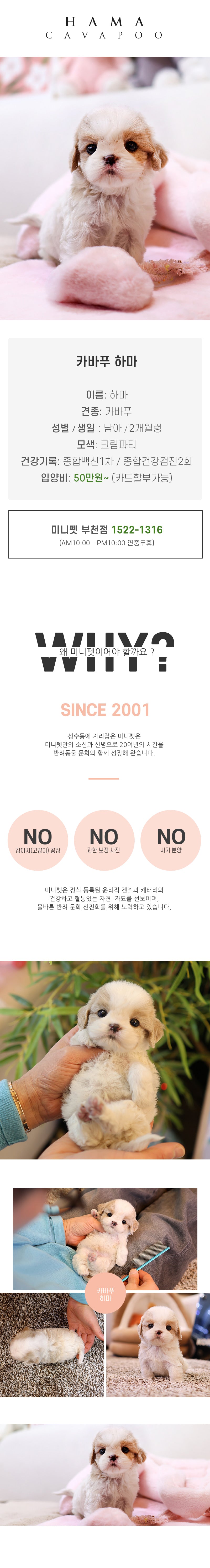 카바푸 -하마(남아)