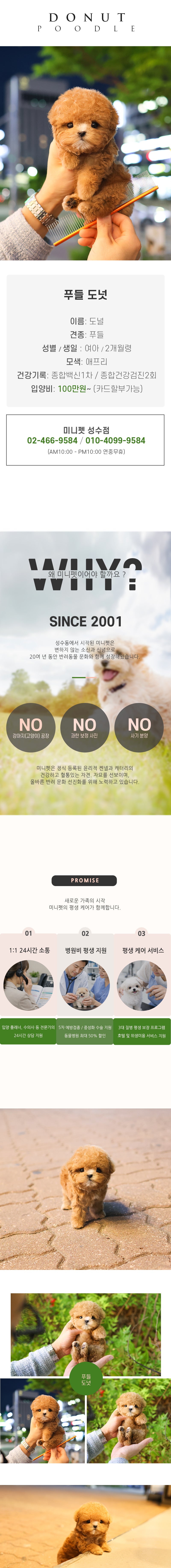 푸들 - 도넛 (여아)