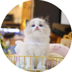 프리미엄 고양이