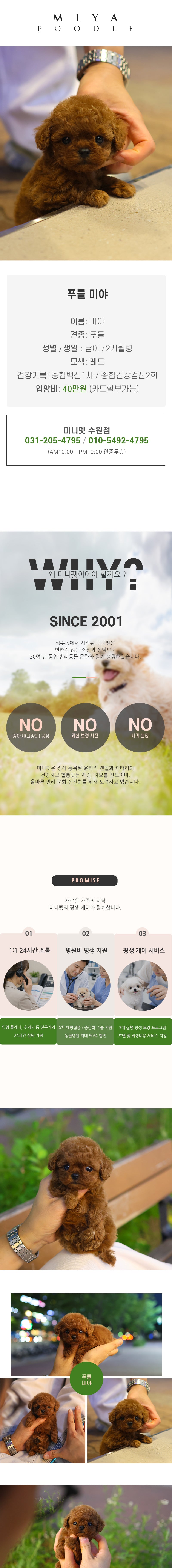 푸들 - 미야 (남아)