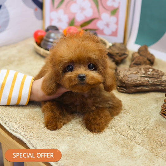 푸들 - 모카이 (남아)