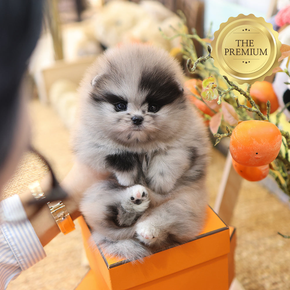 포메라니안 - 치요 (남아)