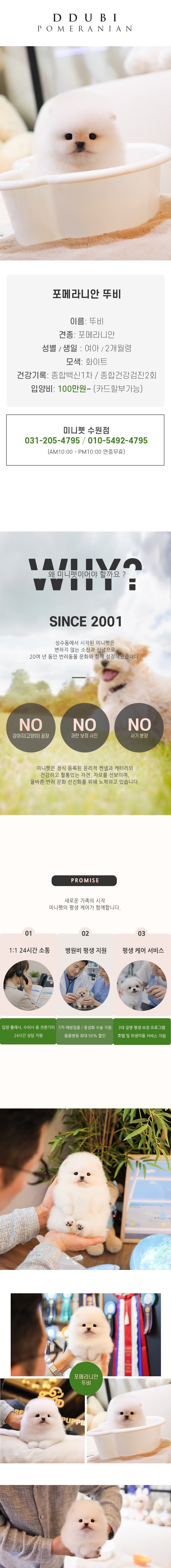 포메라니안 – 뚜비(여아)