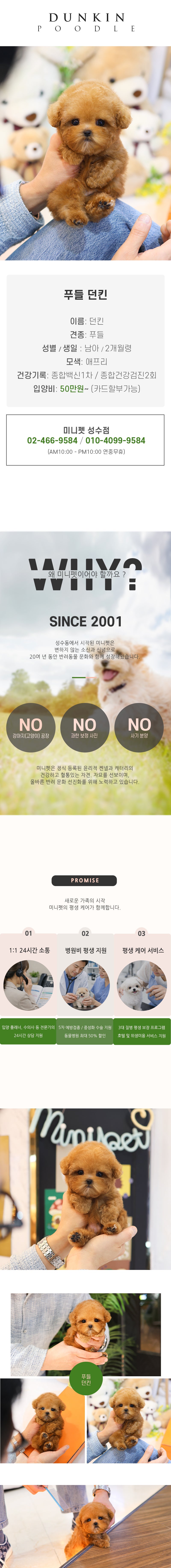 푸들 - 던킨 (남아)