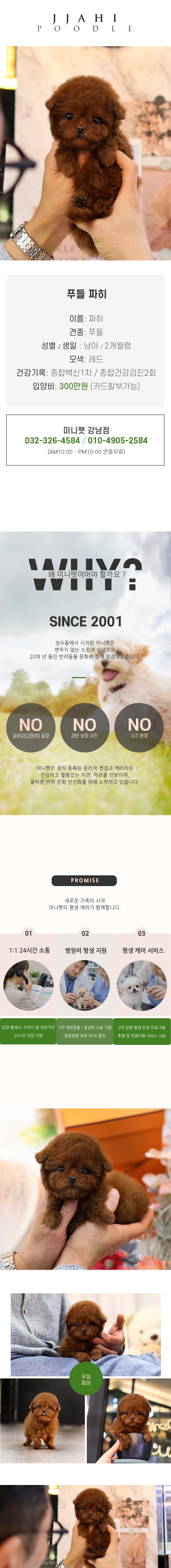 푸들 – 짜히(남아)