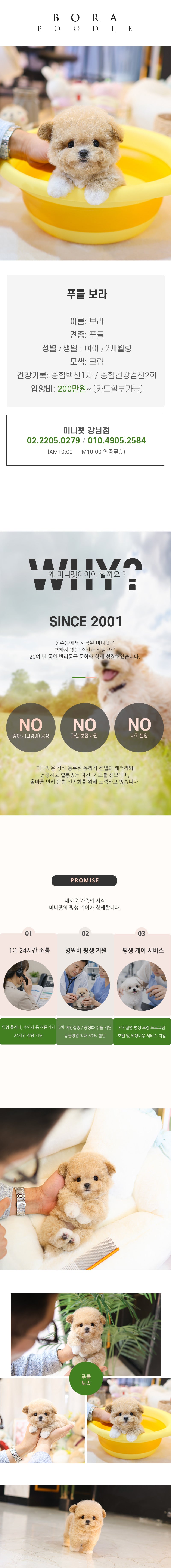 푸들 – 보라 (여아)