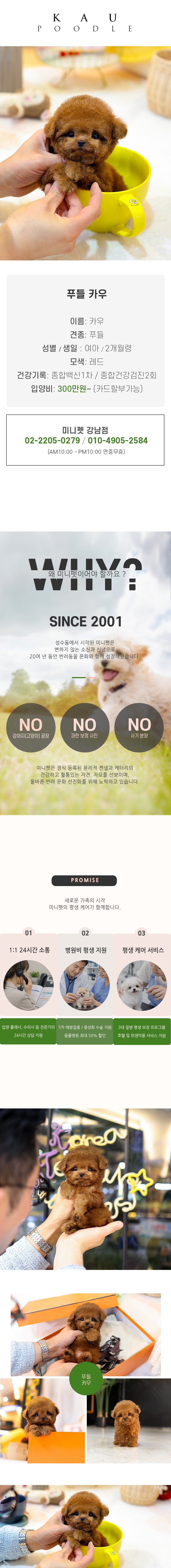 푸들 – 카우 (여아)