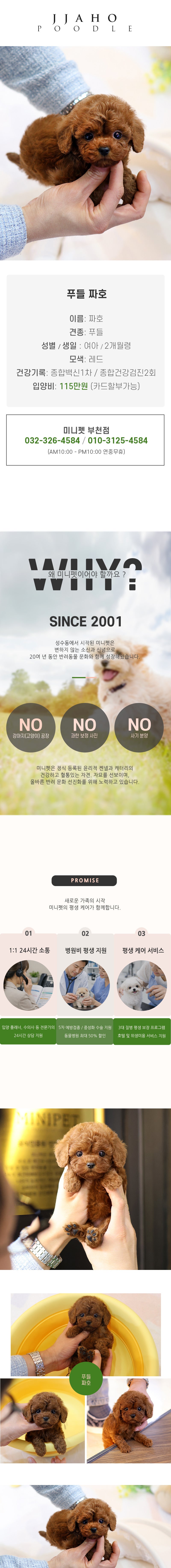푸들 – 짜호(여아)