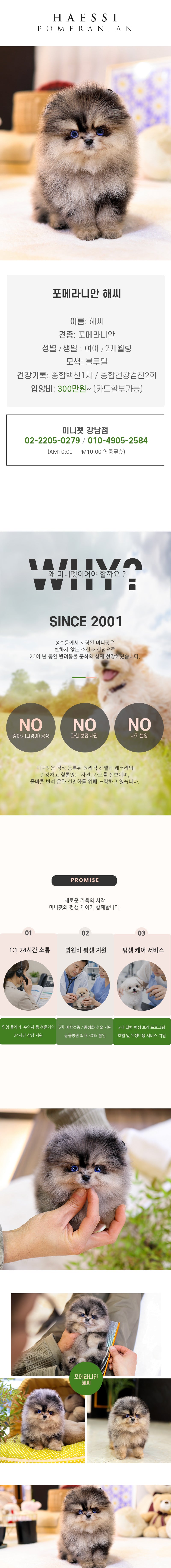 포메라니안 - 해씨 (여아)