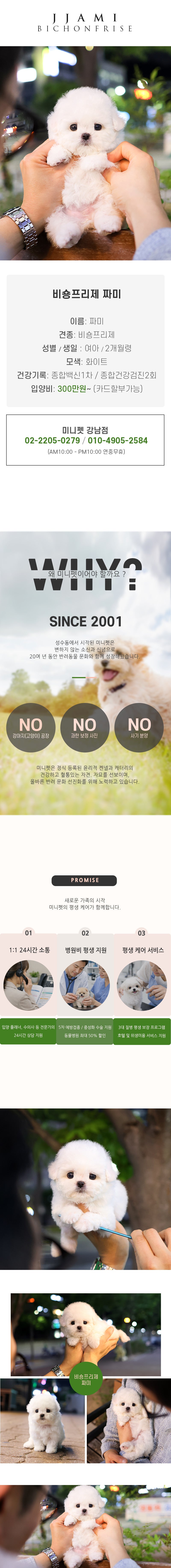 비숑프리제 – 짜미(여아)