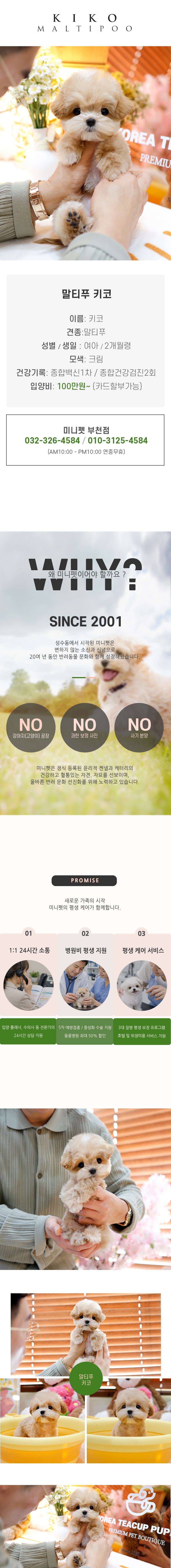 말티푸 – 키코(여아)