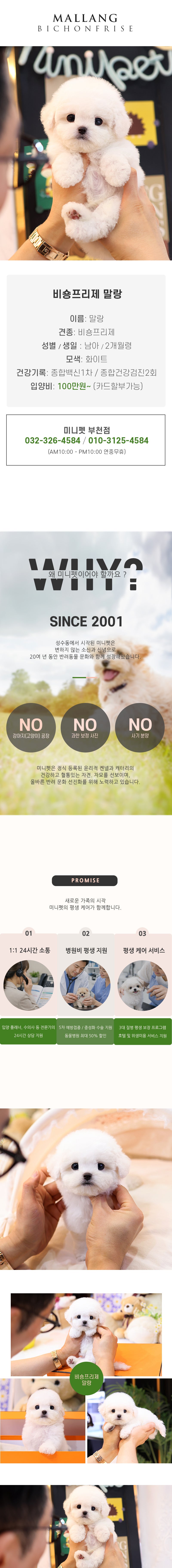 비숑프리제 - 말랑 (남아)