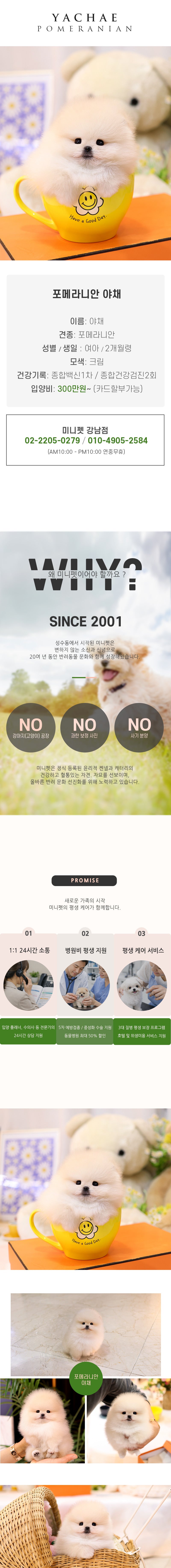 포메라니안 - 야채 (여아)