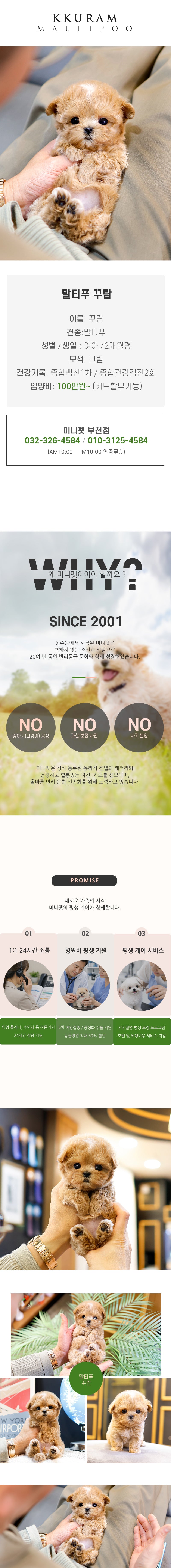 말티푸 – 꾸람(여아)