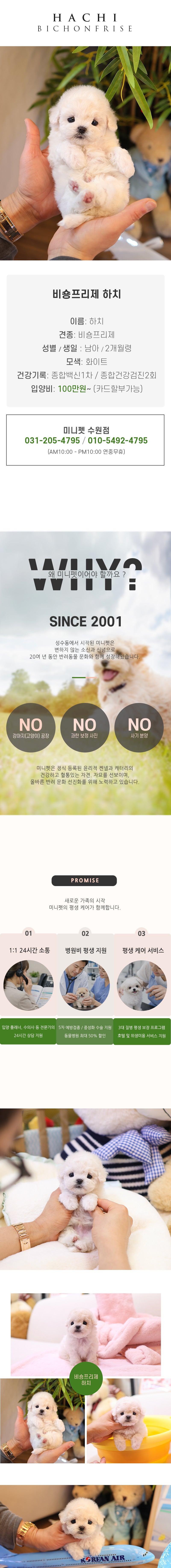 비숑프리제 - 하치 (남아)