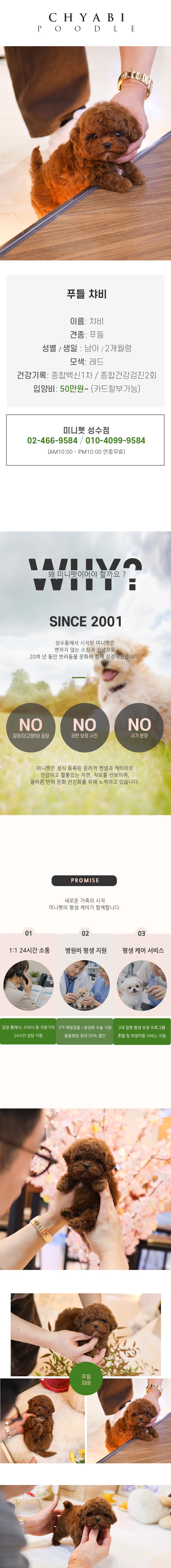 푸들 - 챠비 (남아)
