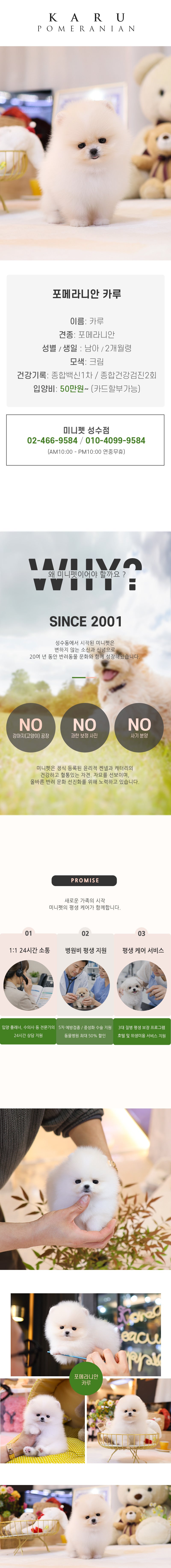 포메라니안-  카루 (남아)
