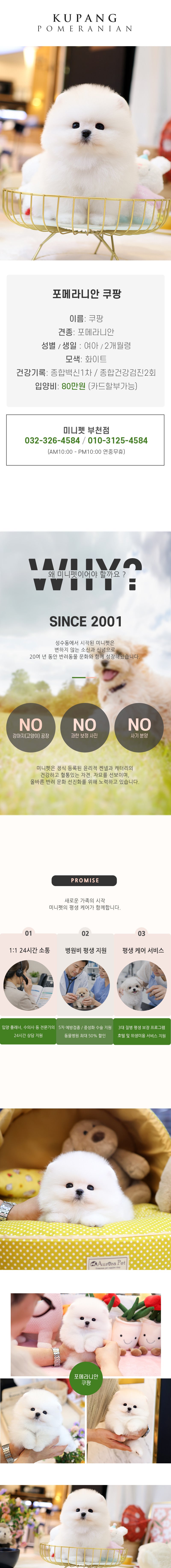 포메라니안 - 쿠팡 (여아)