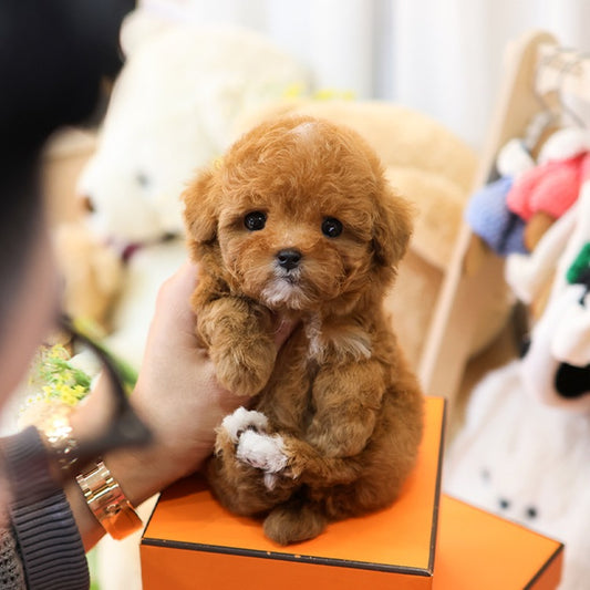 푸들 현욱 (남아)