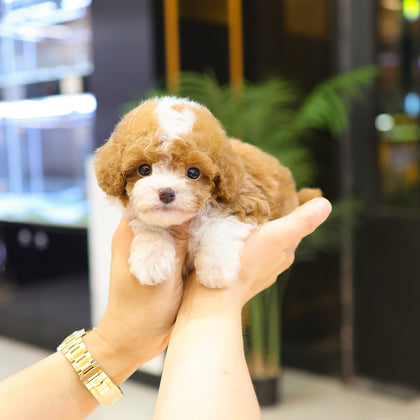 푸들 - 카오 (남아)