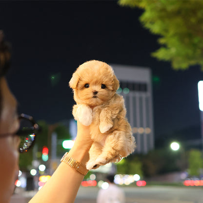 말티푸 - 알록 (남아)