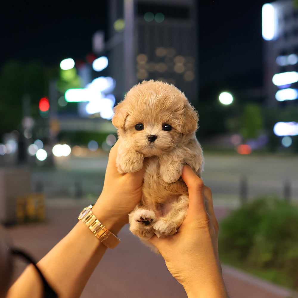 말티푸 - 에구 (여아)