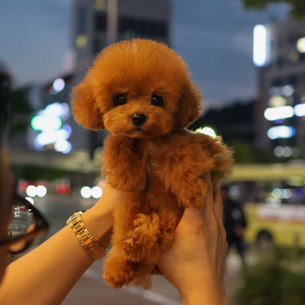 푸들 - 두두 (남아)