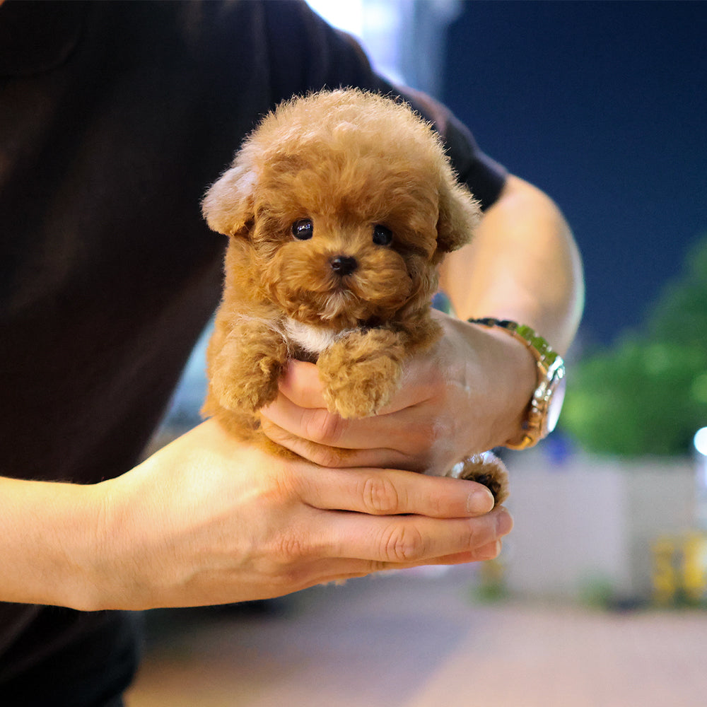 푸들 - 연두부 (남아)