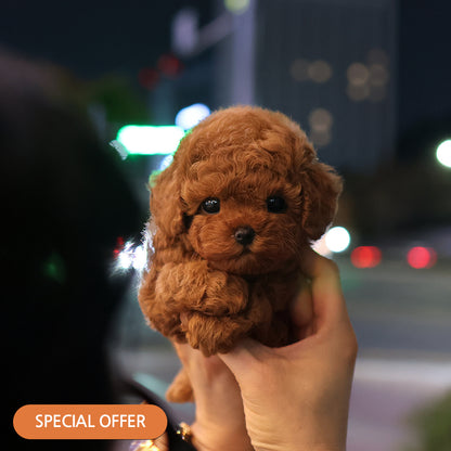 푸들 - 네버 (여아)