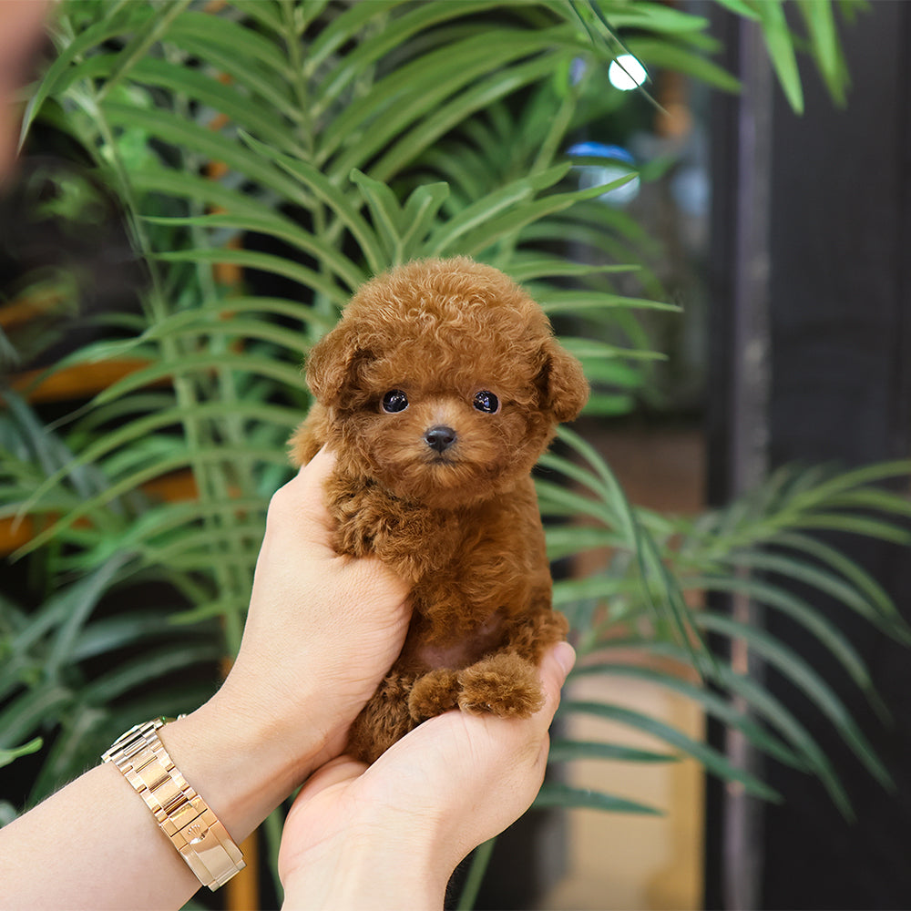 푸들 - 까까 (여아)