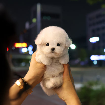 비숑프리제 - 버터 (남아)