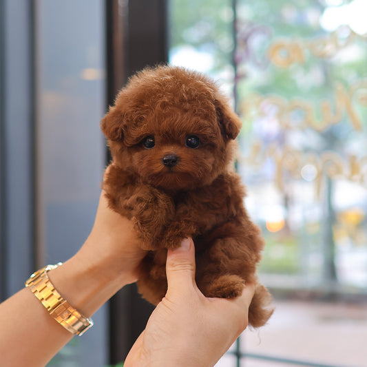 푸들 - 토토 (남아)