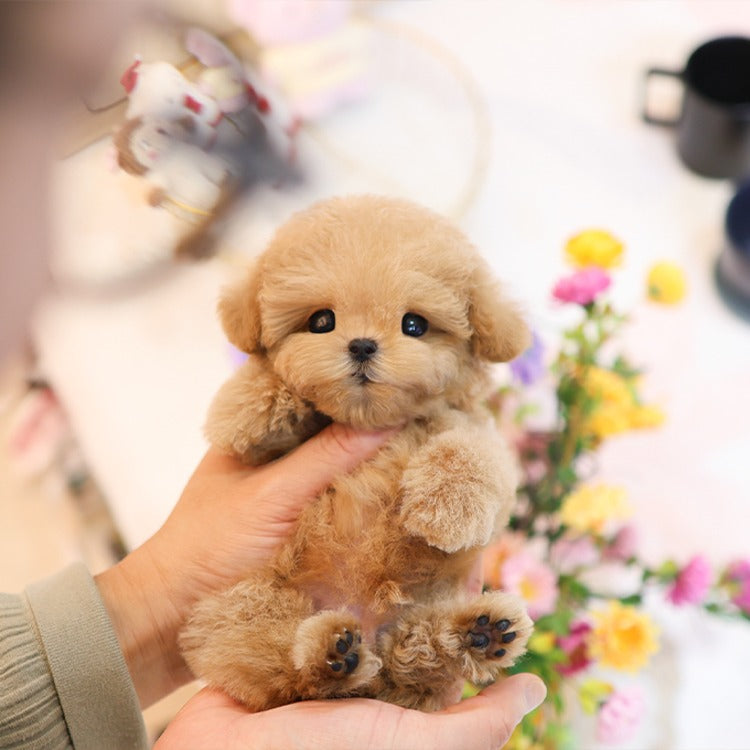 푸들 - 헤헤 (남아)