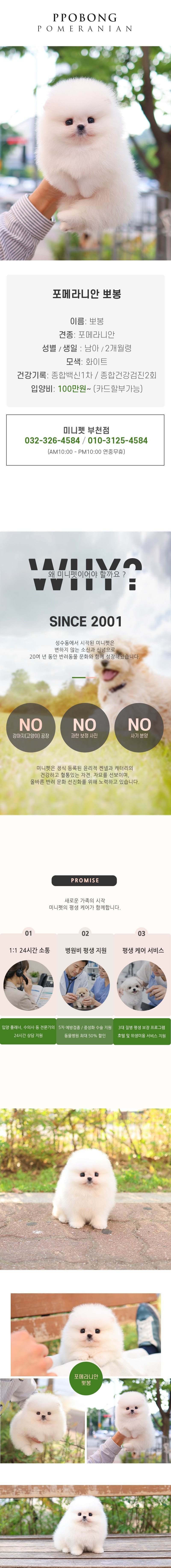 포메라니안 – 뽀봉(남아)