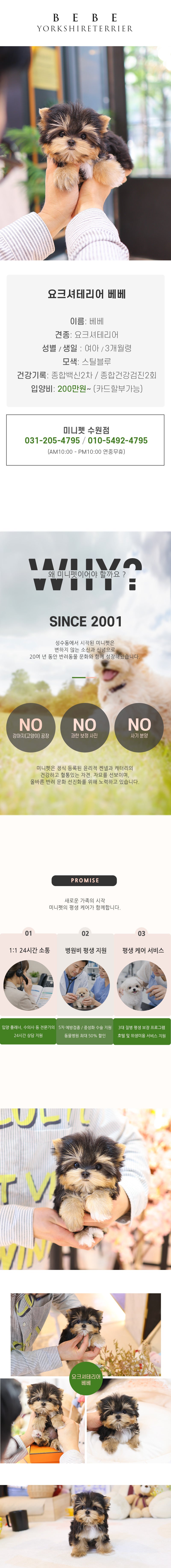 요크셔테리어 – 베베(여아)