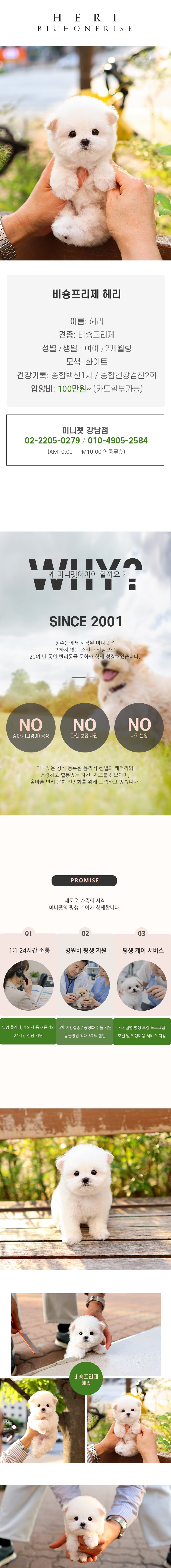 비숑프리제 – 헤리 (여아)