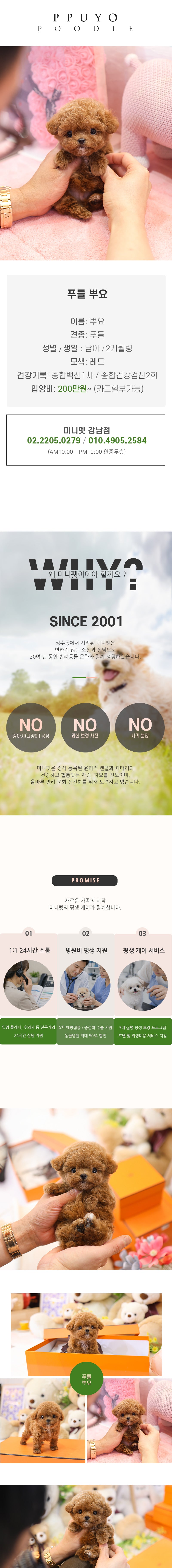 푸들 - 뿌요 (남아)