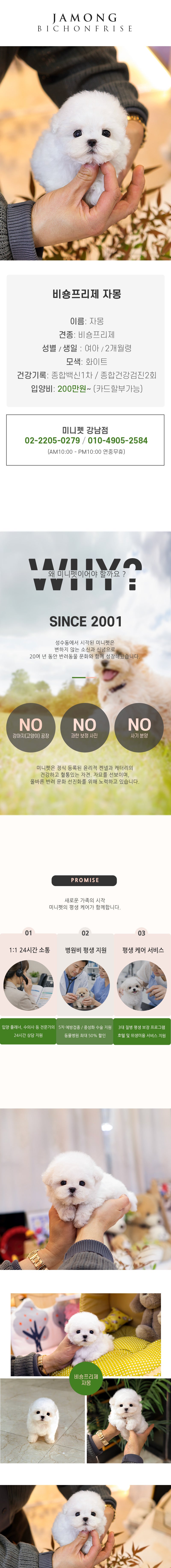 비숑프리제 - 자몽 (여아)