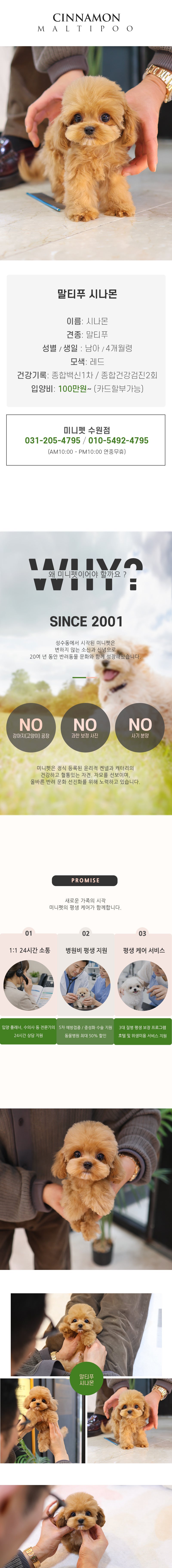 말티푸 - 시나몬 (남아)