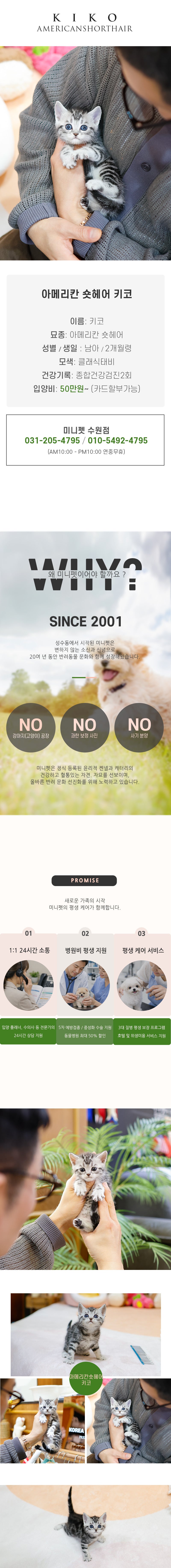 아메리칸숏헤어 - 키코 (남아)
