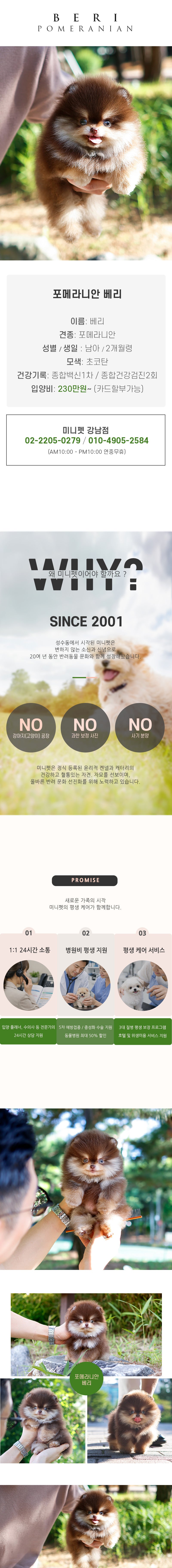 포메라니안 -베리(남아)