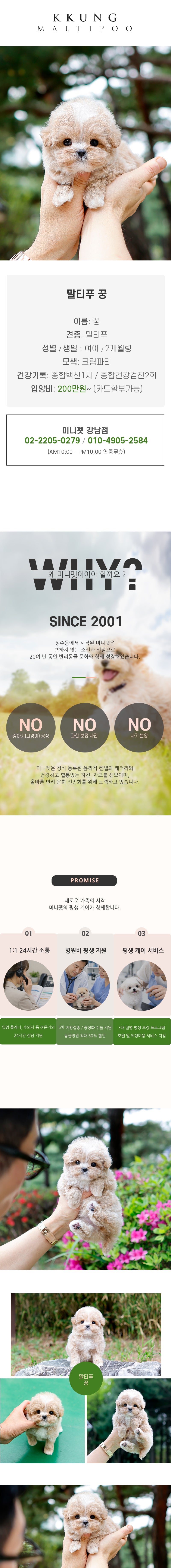 말티푸 - 꿍 (여아)