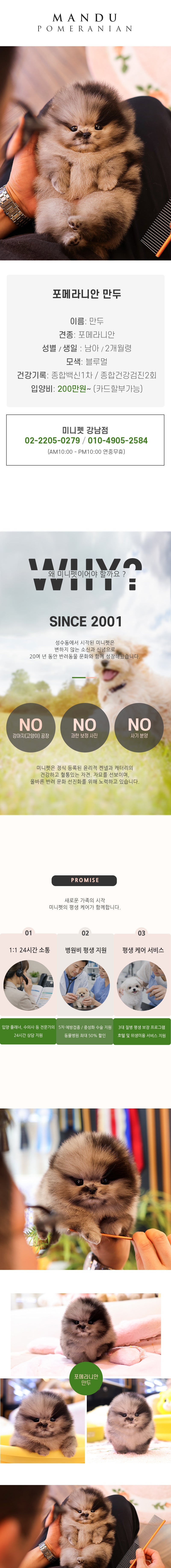 포메라니안 - 만두 (남아)