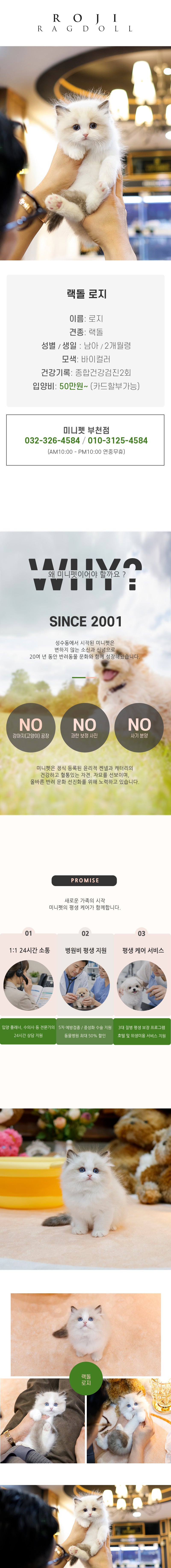랙돌 - 로지 (남아)
