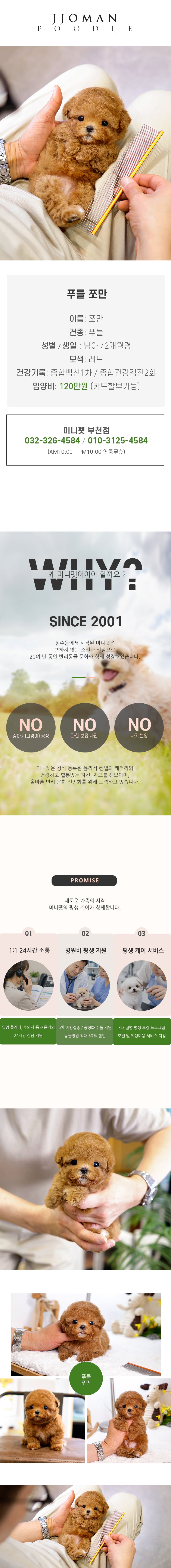 푸들 - 쪼만 (남아)