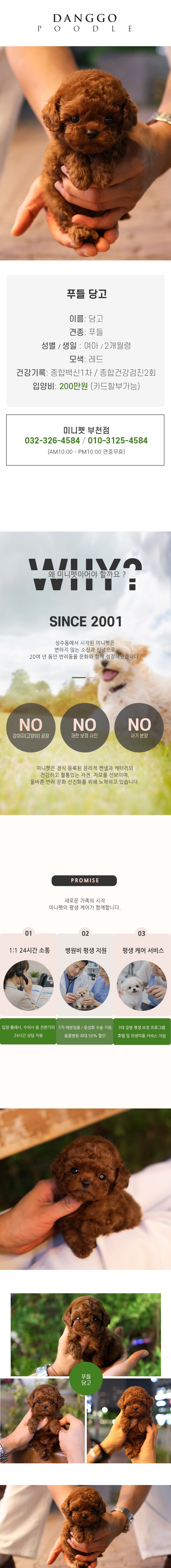 푸들 - 당고(여아)