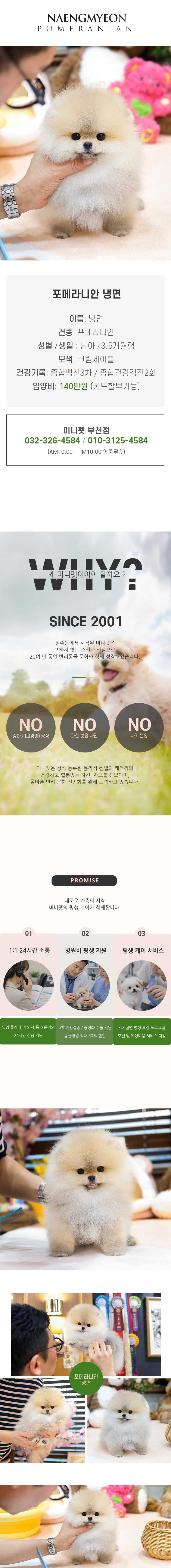 포메라니안 - 냉면 (남아)