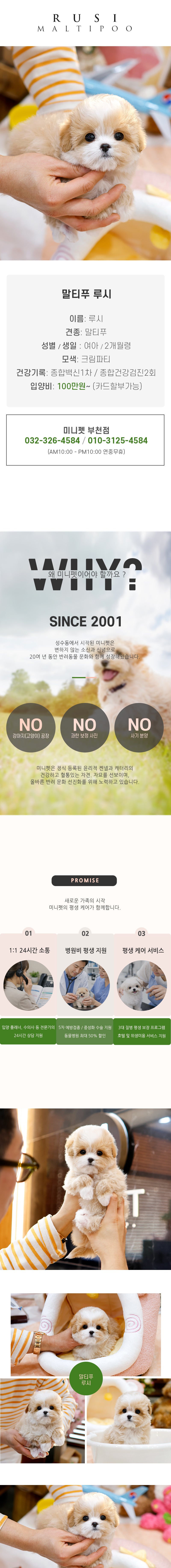 포메라니안 - 루시 (여아)