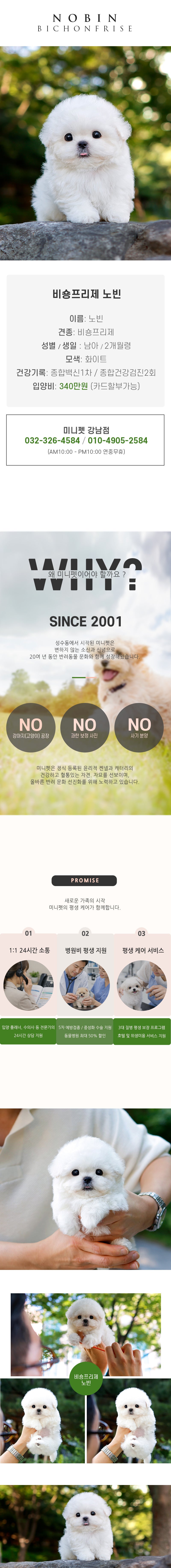 비숑프리제 - 노빈(남아)